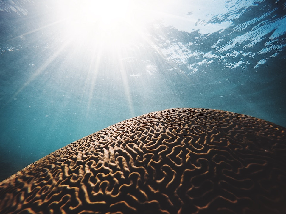 Photo of coral under the ocean