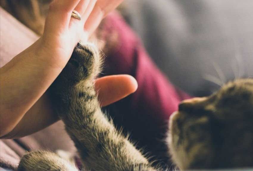 Do pets have an impact on our mental health?